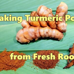 How to Make Turmeric Powder from Fresh Home Grown Root.