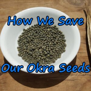 How to Save Okra Seeds. Easy to Save & Great to Share Around.  😊