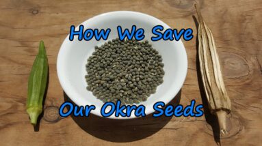 How to Save Okra Seeds. Easy to Save & Great to Share Around.  😊