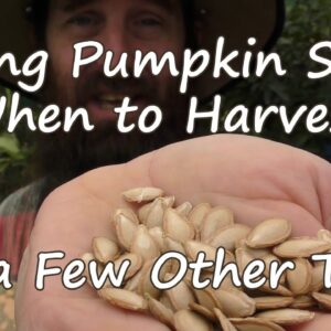 How to Save Pumpkin Seeds, When to Harvest & a Few Other Tips.