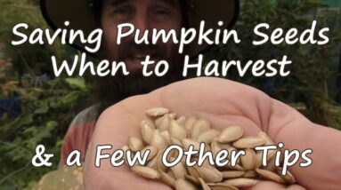 How to Save Pumpkin Seeds, When to Harvest & a Few Other Tips.