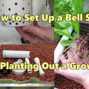 How to set up a bell siphon & planting out a grow bed. Aquaponic Vlog 11,.