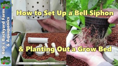 How to set up a bell siphon & planting out a grow bed. Aquaponic Vlog 11,.