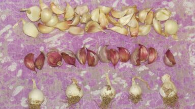 Vernalising garlic in a warm climate.. Straight from the fridge & into the wicking barrels..