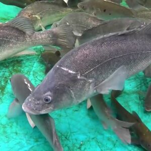 Installing a New Aquaponics Farm