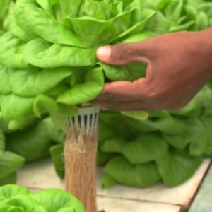 Is Aquaponics Safe?