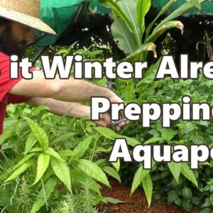 Is it Winter Already? Prepping for Cool Weather in the Aquaponics