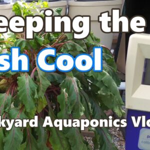 Keeping the Fish Cool in the Backyard Aquaponic System