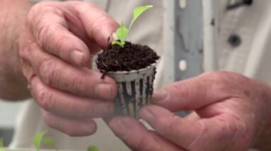 Learn Aquaponics Course Starts 1st July 2018