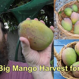 Mango Harvest & the Wildlife we Share it With.