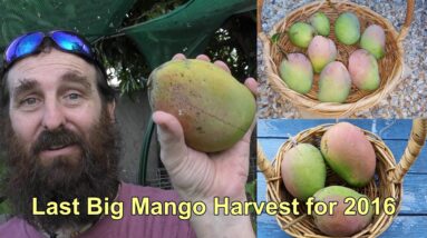 Mango Harvest & the Wildlife we Share it With.