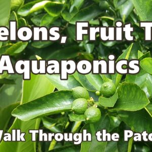 Melons, Fruit Trees & Aquaponics - Backyard Farm & Aquaponic Update