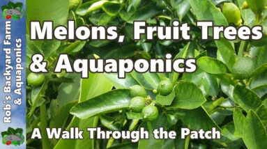 Melons, Fruit Trees & Aquaponics - Backyard Farm & Aquaponic Update