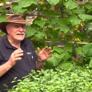 Murrays Aquaponics Greenhouse Tour