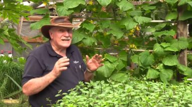 Murrays Aquaponics Greenhouse Tour