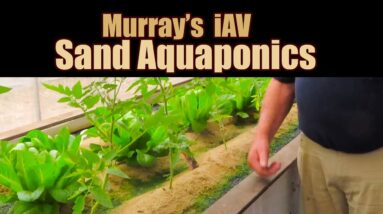 Murray's iAV Sand Aquaponics System