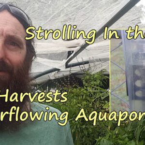 Strolling in the Rain. The Native Bees, A few Harvests & Overflowing Aquaponic system.