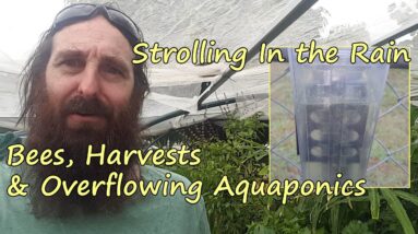 Strolling in the Rain. The Native Bees, A few Harvests & Overflowing Aquaponic system.