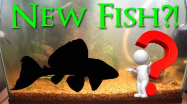 New Fish!!!