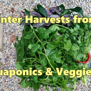 "What are you picking from the patch Rob?" Winter Harvests from the Aquaponics & Veggie Patch