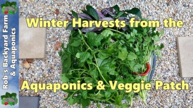 "What are you picking from the patch Rob?" Winter Harvests from the Aquaponics & Veggie Patch