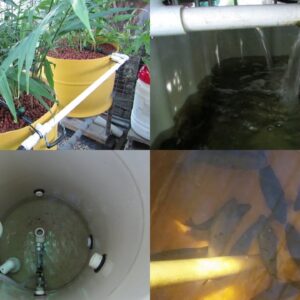 Aquaponic Vlog 15.. How the water flows through the system & a look at the fish..