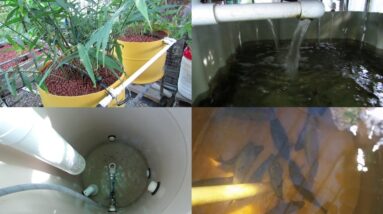 Aquaponic Vlog 15.. How the water flows through the system & a look at the fish..