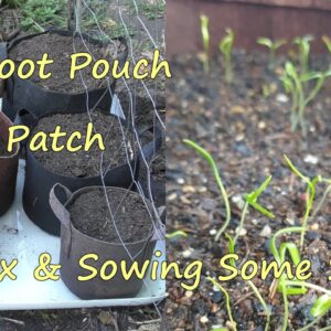 Root Pouch Wicking Garden with New Soil Mix. Sowing Carrots, Peas & Potatoes.