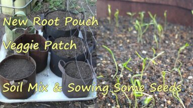 Root Pouch Wicking Garden with New Soil Mix. Sowing Carrots, Peas & Potatoes.