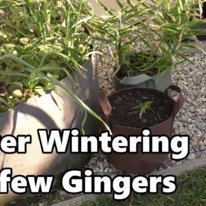 Over Wintering a few Gingers - A Patreon Clip