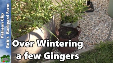 Over Wintering a few Gingers - A Patreon Clip