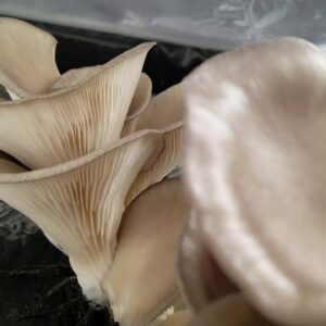 Oyster mushroom experiments! 02 12 18