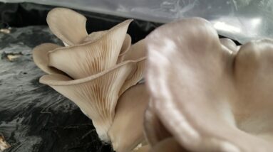 Oyster mushroom experiments! 02 12 18