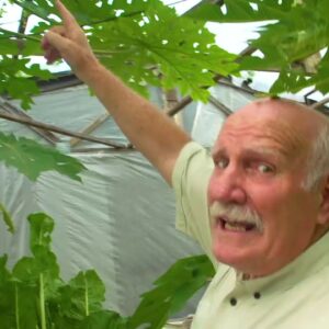 Papaya Seed Saving