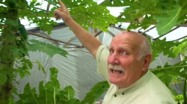 Papaya Seed Saving