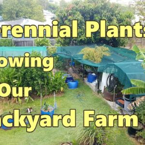 Perennial Plants in our Backyard Farm / Urban Farm