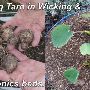 Planting out taro in wicking garden & aquaponics beds.