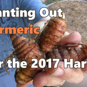 Planting Out Turmeric for a 2017 Harvest