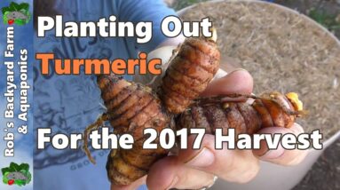 Planting Out Turmeric for a 2017 Harvest