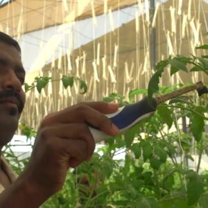 Pollinating Tomatoes by Hand