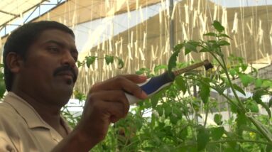 Pollinating Tomatoes by Hand