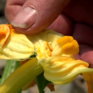 Pollinating Zucchinis by Hand