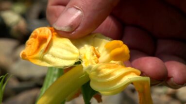 Pollinating Zucchinis by Hand