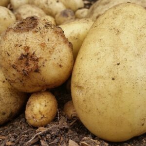 Potato harvest & Common Scab infection. Featuring a very Warty spud.