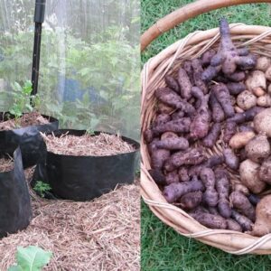 Potato harvest (of sorts) form the Backyard Farm, January 2015..