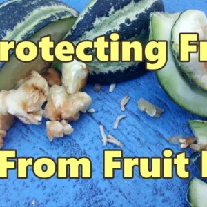 Queensland Fruit Fly Protecting Fruit - Our Organic Method