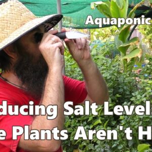 Reducing Salt Levels - The Plants Aren't Happy #Aquaponic Update