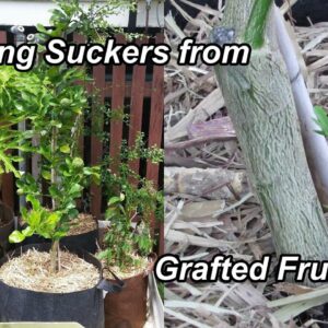 Removing Suckers from Grafted Fruit Trees