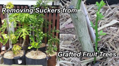 Removing Suckers from Grafted Fruit Trees