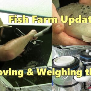 Fish Farm update. Moving & weighing the fish with ideas for modifying the system..